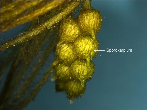 4 wenige, sehr große weibliche Makrosporen und in den Mikrosporangien zahlreiche, jedoch viel kleinere männliche Mikrosporen gebildet. Abb.