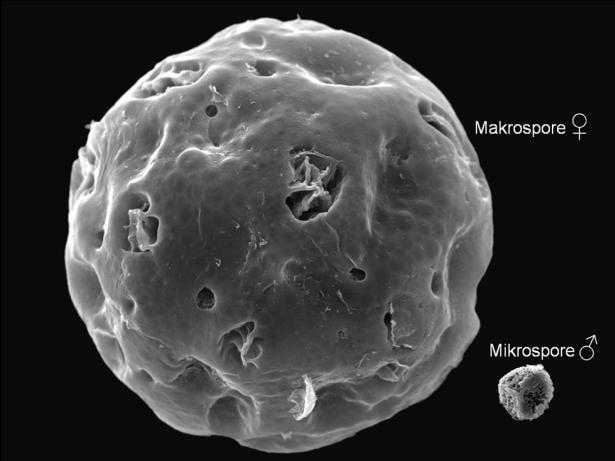 ist rund 20x so groß wie eine männliche Mikrospore (rechts); Bei den Salviniales entwickelt sich das Makroprothallium im Unterschied zu allen übrigen Farnen