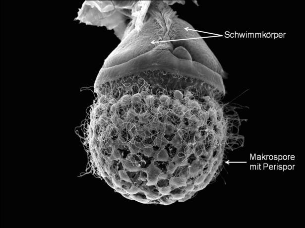 5 In den Makrosporangien wird lediglich eine Makrospore gebildet, die von einem schaumigen Gewebe, dem Perispor, umgeben ist, das vom Plasmodialtapetum stammt.