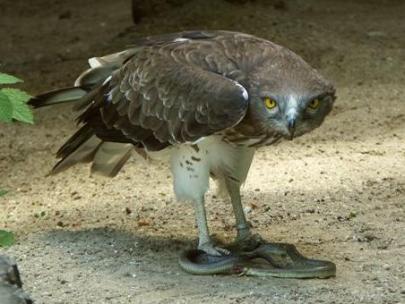 Haltung von Greifvögel Zoologische Gärten Falkenhöfe,