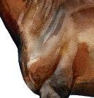 Die Passform eines Sattels Nachfolgend möchte ich versuchen meine persönliche Sicht auf das sehr komplexe Thema Sattelpassform unter der Berücksichtigung einfacher Anatomiegrundsätzen des Pferdes und