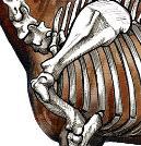 Die Anatomie der Sattellage Die Muskulatur der Sattellage Die Sattellage beginnt direkt hinter dem Schulterblatt (Skulpa), beschreibt den nun folgenden Bereich von 9 Brustwirbeln mit ihren