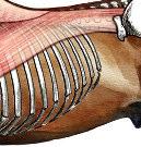 eine Handkantenbreite hinter dem fühlbaren Ende des Schulterblattes gesattelt werden und am 18ten Brustwirbel enden. Widerrist. Bei diesem Muskel handelt es sich lediglich um einen ca.
