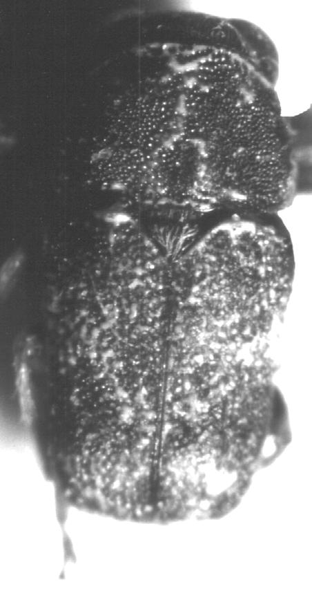 Paratypen (1, LSFC, 1, MSPC): gleicher Fundort wie Holotypus. Diagnose Eine dunkelbraune Art mit schwarzbraunen und gelben Makeln auf den Flügeldecken und mit rotbraunen Beinen. Von A.
