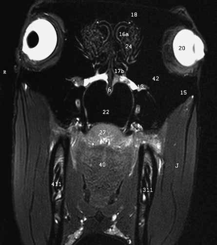Klinische Anatomie des Gesichtsbereiches des Pferdes in der Magnetresonanztomographie Weiterhin wurde im kaudalen Bereich des Kopfes auf ventrale Abschnitte zugunsten der uns klinisch wichtiger