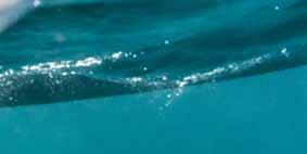 polyethylen-boote Dank seines starken Auftriebs hat sich das wartungsarme Wave einen Namen als vielseitiger Strandkatamaran gemacht, bei dem der Spaß garantiert nicht zu kurz kommt.
