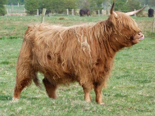 3. Landschaftspflege durch Rinderbeweidung 3.1 Highland Cattle Ursprung in westlichen Highlands im Norden Schottlands seit ca.