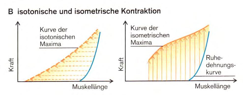Kraft vs. Muskellänge (II) Klinke pg 114, abb 6.