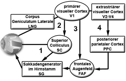 Augenfeld, 7=Sakkadengenerator im Hirnstamm; (B) schematische Darstellung von vier möglichen Wegen des Informationsflusses durch die beteiligten Strukturen (modifiziert nach Deubel, 1994).