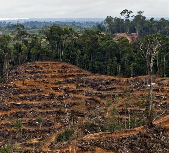 Die Abholzung von Wäldern zur Schaffung von Palmölplantagen stellt eine massive Herausforderung dar. Die Herausforderung. 14 Million ha (ca.