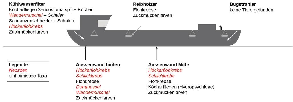 Corbicula Als erste Neozoenart in Schweizer Gewässern tauchte vermutlich die Wandermuschel um 1850 im Oberrhein bei Basel auf.