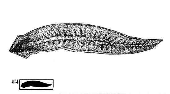 Strudelwurm Gütefaktor 1,5 bis 25 mm groß dreieckiger Kopf langgestreckter, abgeflachter Körper dichtes Wimpernkleid Aus kleinsten Strudelwurmstückchen entwickeln sich wieder vollständige Tiere.