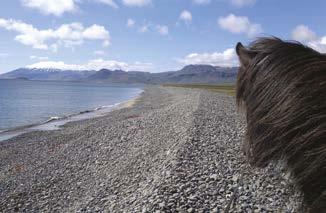 Mit einer freilaufenden Pferdeherde erlebt man so das Reisen zu Pferde wie in alten Zeiten und erweitert gleichzeitig seine reiterlichen Fähigkeiten. Transfer von Reykjavik: 17:30-18:00.
