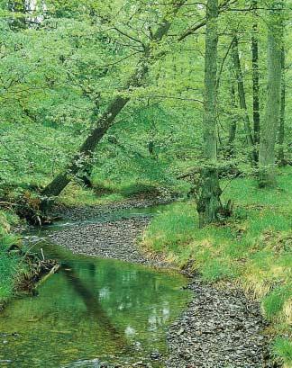 Kleiner Talauebach im Grundgebirge Bei abnehmendem Gefälle lagert der Bach das von den Hängen und über die zahlreichen kleinen Zuläufe eingetragene Geschiebe und Feinmaterial ab, so daß es zur