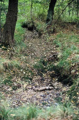 76: Vom Laubfall im Herbst bis zum Laubaustrieb der Vegetation im Frühjahr führt der Sommertrockene Bach zuverlässig Wasser, so daß sich eine reichhaltige Fließgewässerfauna entwickeln kann.