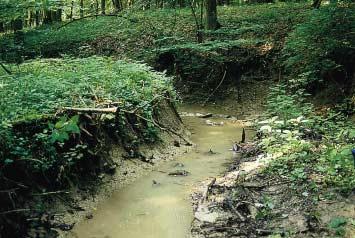 Löß-lehmgeprägte Fließgewässer der Bördenlandschaften haben von Natur aus hohe, steile Uferkanten (Abb. 91), die nicht abgeflacht werden sollten.