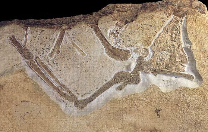 8. Skelettexemplar: Archaeopteryx sp. Gefunden: 1990. Daiting, Schwaben. Aufbewahrungsort: Unbekannt, in Privatsammlung. Dort ausgestellt: Nein. Das 8.
