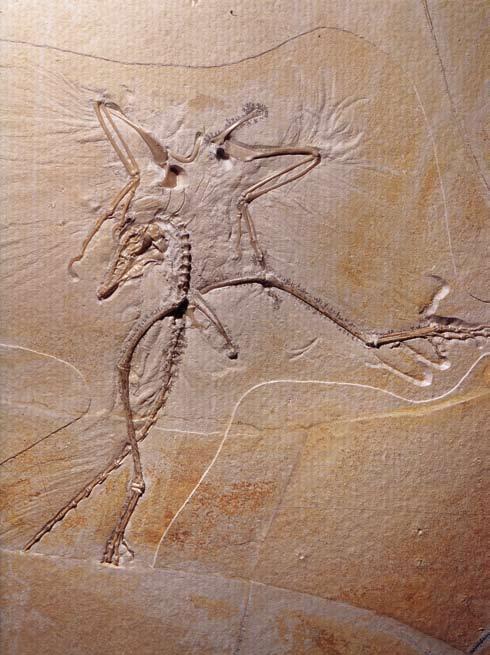 Andere Namen, die auf dieses Exemplar angewandt wurden: Archaeopteryx simensii Gefunden: Fundjahr unbekannt. Fundort unbekannt. Aufbewahrungsort: Wyoming Dinosaur Center, Thermopolis, Wyoming, USA.