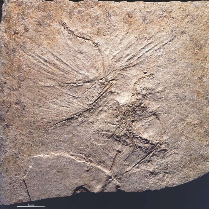 3. Skelettexemplar: Das Maxberg-Exemplar - Archaeopteryx lithographica von Meyer, 1861 Gefunden: 1956. Aufbewahrungsort: Unbekannt. Ausgestellt: Nein.