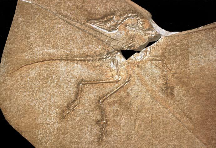 5. Skelettexemplar: Das Eichstätter Exemplar - Archaeopteryx lithographica von Meyer, 1861 Andere Namen, die auf dieses Exemplar angewandt wurden: Archaeopteryx recurva Jurapteryx recurva Gefunden: