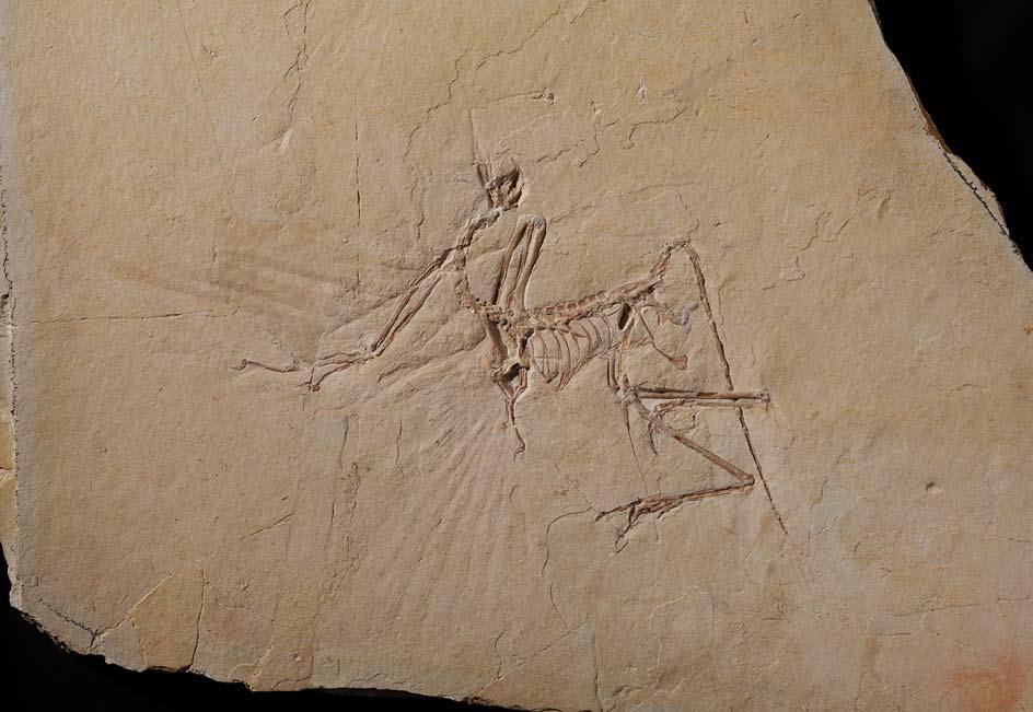 7. Skelettexemplar: Das Münchener Exemplar (früher auch Exemplar des Solenhofener Aktienvereins genannt) Archaeopteryx lithographica von Meyer, 1861 Andere Namen, die auf dieses Exemplar angewandt