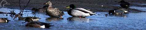Wilde Wasservögel als Reservoir für f r Influenza-Viren Vermehrung im Darm, hohe Virusmenge