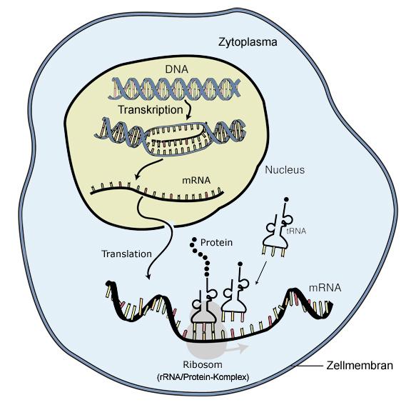 11. Biomoleküle: Peptide und Proteine Biosynthese Proteinbiosynthese am