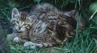 DIE GEN-INVENTUR Sammlung von Haarproben von Wildkatzen in 10 Bundesländern Beantwortung folgender Fragen: - Wie stark sind die einzelnen Wildkatzen-Bestände schon voneinander getrennt/isoliert?