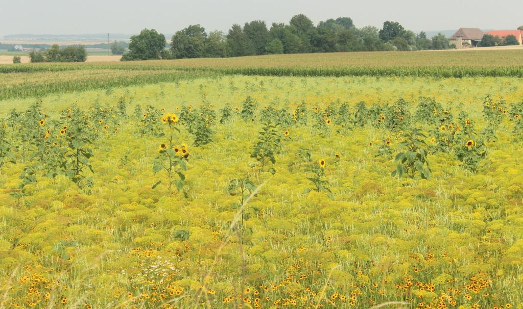 Biogasmischung Präriemix Erntereifer Bestand 28. Juli 2016 1.