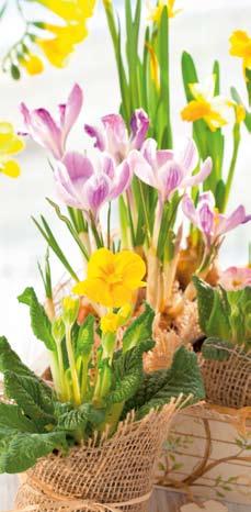 Floristik Ostern Farbenfrohe Krokusse, leuchtend gelbe Narzissen und sattes Grün: Ein harmonisches Gesteck weckt die Vorfreude auf