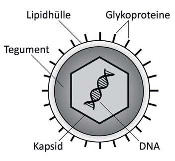 (CyHV-3), oder auch Koi Herpesvirus (KHV), benannt nach dem Wirt seiner ersten Isolation, verursacht massive Schäden in der Produktion von Karpfen weltweit.