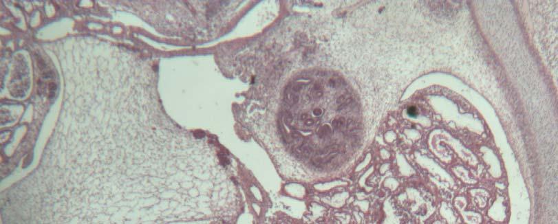 Ergebnisse 26 Spaltraum vor. Tubulusseitig wird das Epithel plötzlich stellenweise isoprismatisch, deutlich eosinophil mit großen runden Kernen und klaren Zellgrenzen.