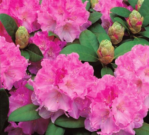Die besonderen Ansprüche Anwendung Um die gewünschten Wirkungen zu erzielen, gibt man im März / April und im Juni nach dem ersten Abblühen 80 bis 100 g Hauert Rhododendrondünger pro m 2.