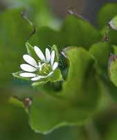 hohes Samenpotenzial (bis zu 15 000 pro Pflanze); Keimfähigkeit bis zu 50 Jahren im Boden; zarte weiße Blüten, Kriechender Wuchs bei großem Platzangebot mit 5 Kronblättern, die so tief gespalten