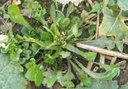 Hirtentäschel Capsella bursa-pastoris, Familie: Kreuzblütler Hirtentäschel Gezahnte Blätter
