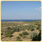 Die Entfernung Athen-Kreta beträgt etwa 300 km Lage der Villa in Pitsidia Sie biegen an der Bushaltestelle von Pitsidia rechts ab, folgen der Strasse etwa 300 m