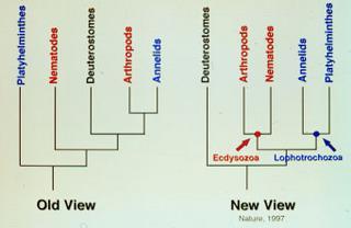 Bilateria (Triploblasten, höhere Tiere) 2 Konzepte Articulata Lophotrochozoen-Ecdysozoa Lophotrochozoen: Tentakel- und Wimpernträger