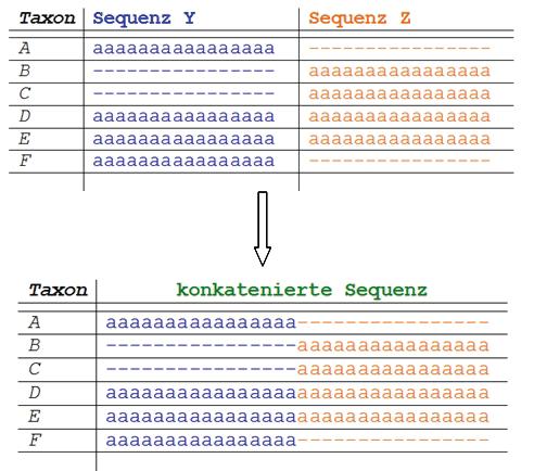 Schritt 3: zur Phylogenie 6. Konkatenierung - Perl-Skript Alignment, Substitutionsmatrix S 7.