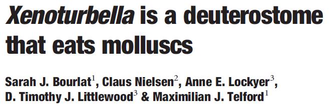 Phylogenie von Xenoturbella Bourlat et al.