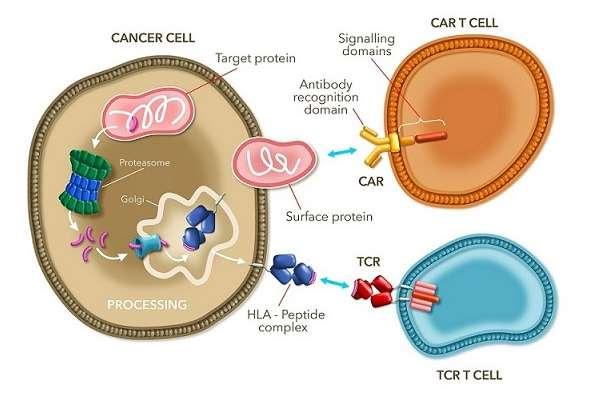 Chimäre Antigen Rezeptoren (CAR) T Zellen Neuprogrammierung: T-Zelle wird zur spezifischen Killerzelle Krebszelle Antigen Signal CAR T-Zelle Antikörper CAR Antigen