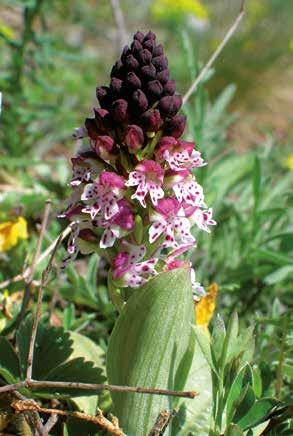 Die Pflanze hat ihren Namen aufgrund der auffällig kreuzgegenständigen Blätter. Die 10 bis 40 cm hohe Pflanze blüht von Juli bis Oktober.