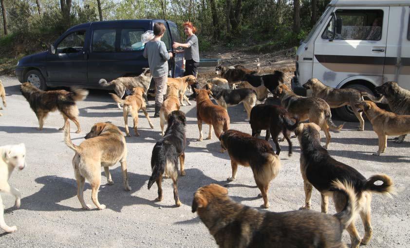 Manche Straßenhunde werden von Freiwilligen täglich gefüttert und finden sich zu festen Zeiten an den bekannten Orten ein.