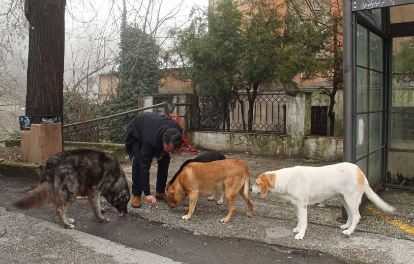 Diese Straßenhunde sind wohlgenährt. Leider geht es den Hunden auf der Straße und in Tierheimen durch ein Tötungsverbot nicht viel besser.