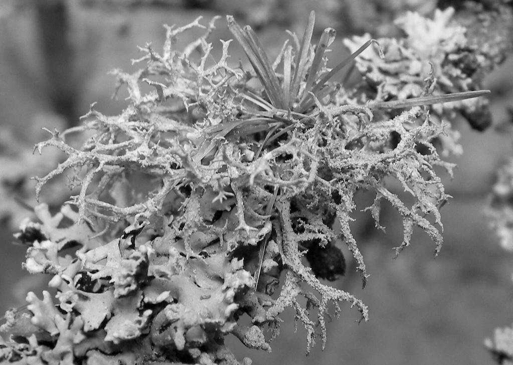 281 Abb. 1: Evernia mesomorpha an Larix beim Vorwerk Bärenklau (phot. V. OTTE). Hypogymnia farinacea ZOPF 3652/3 4053/3 Biegen: ehem.