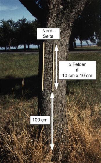 4 Aufnahme der Flechten am Baumstamm Vor der eigentlichen Flechtenaufnahme wird jeder Baumstandort auf dem Erfassungsbogen beschrieben, eine Vorlage ist in VDI 3957, Blatt 13, im Anhang enthalten.