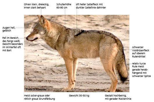4. Biologie und Ökologie der Wölfe 4.1 Erscheinungsbild Der Wolf (Canis lupus) ist die größte Art der Familie der Hunde (Canidae).