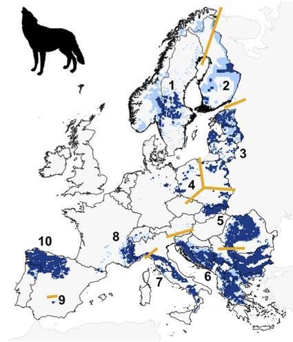 5. Wölfe in Niedersachsen 5.1 Bestandssituation und Perspektiven Wölfe besiedelten früher in mehreren Unterarten Europa, Asien und Nordamerika.