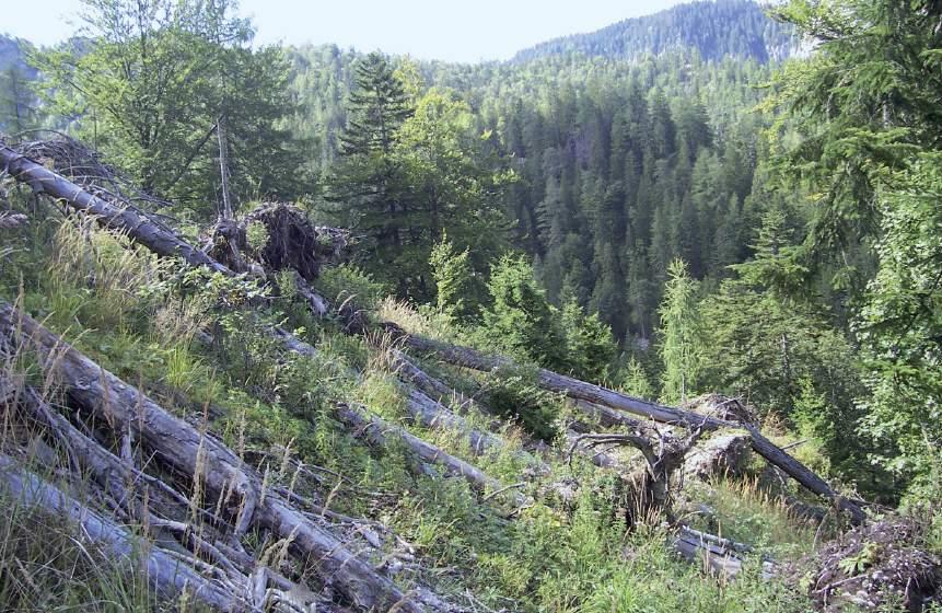 Das Naturwaldreservat Krimpenbach-Kessel
