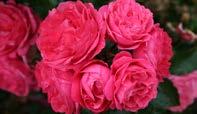 Moin Moin Farbe: rosa Wuchs: aufrecht, 70 Blüte: