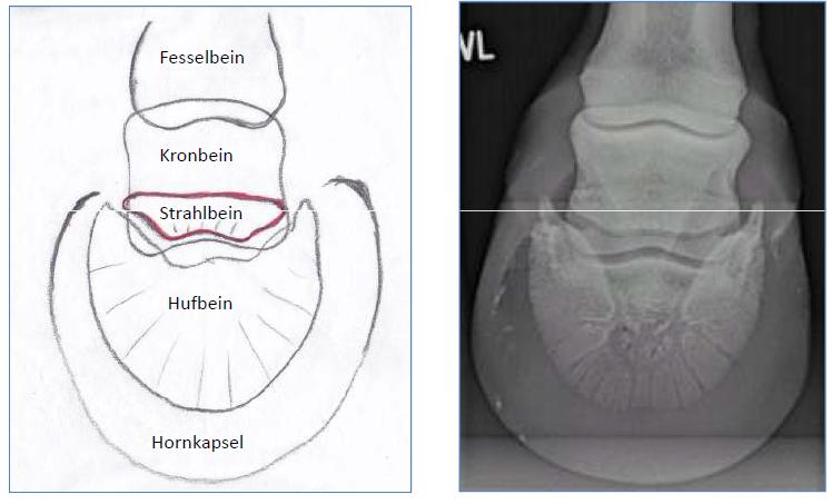 Mit der sogenannten Oxspring Aufnahme, bei der der Huf in einen speziellen Klotz gestellt wird, werden Strahlbein und Hufbein dargestellt.